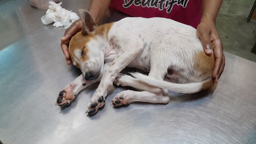 Klinik & Surgeri Haiwan Bahau Jaya